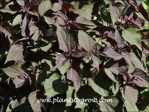 The foliage is burgundy to purple.